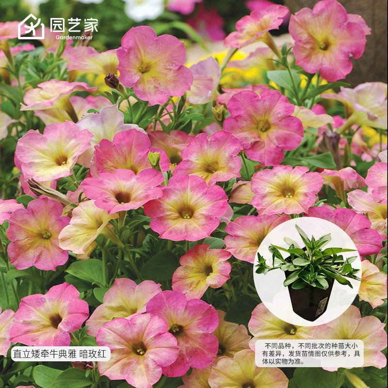 园艺家矮牵牛花苗美声冰淡紫阳台垂吊四季盆栽室内好养种苗
