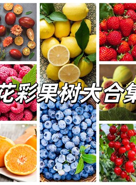四季果树苗南北方种植柠檬杨梅