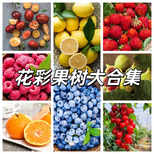 四季果树苗南北方种植柠檬杨梅