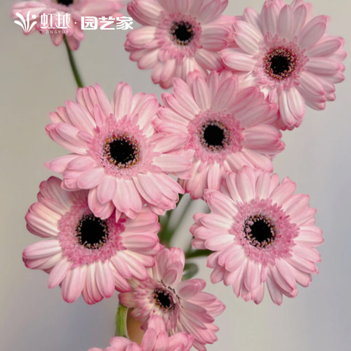 高杆非洲菊盆栽花彩卷边