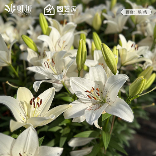 现货春季百合进口种球根虹越眼线单重瓣可盆栽地栽花园阳台花卉新
