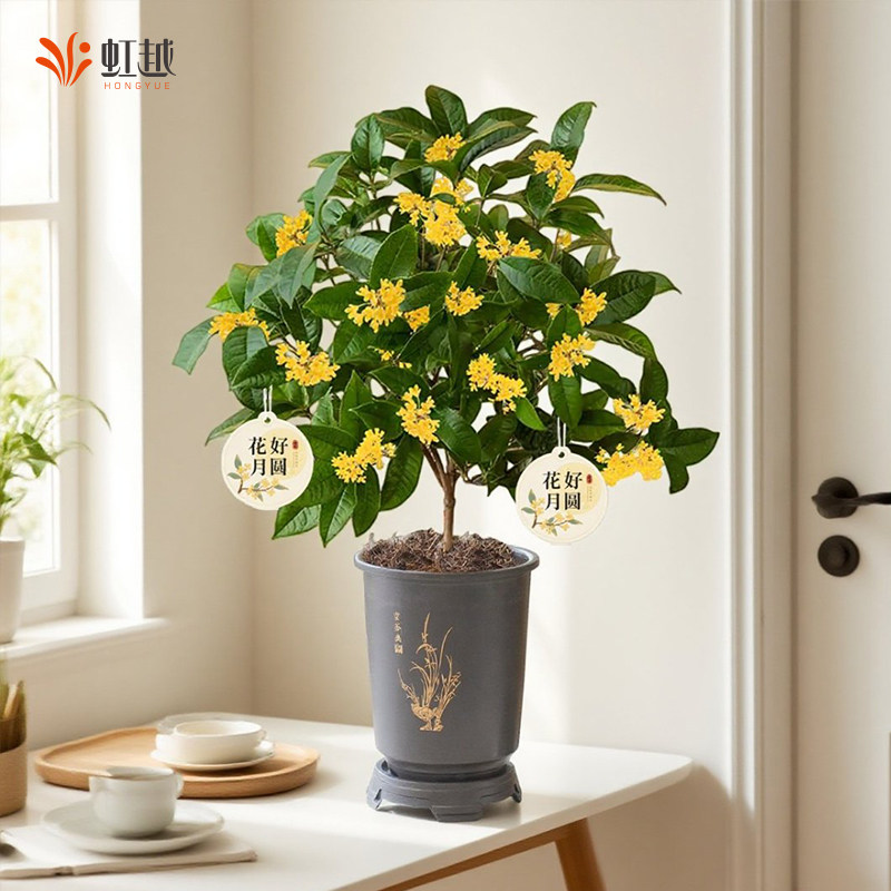 花彩桂花树苗盆栽耐热多季开花图片
