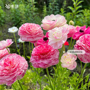进口花毛茛种球虹越多年生芹叶洋牡丹爪子阳台可盆栽地栽球根花卉