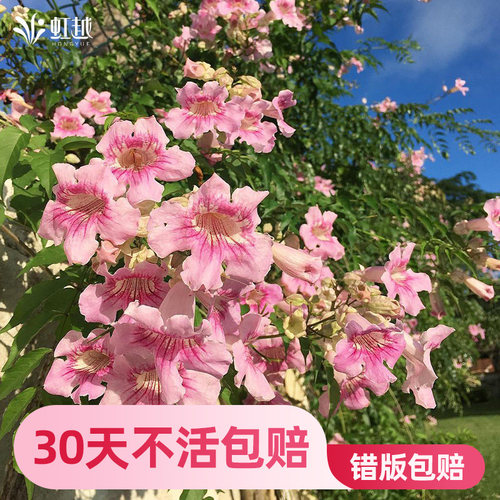 虹越凌霄花爬墙藤本攀援植物花苗盆栽阳台庭院室外耐热好养多年生