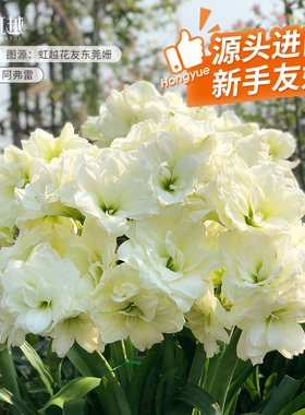 进口朱顶红种球重瓣根多年植物花卉花园阳台鬼魅初恋花孔雀阿弗雷