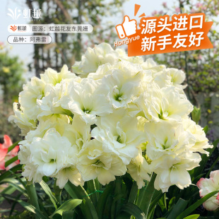 进口朱顶红种球重瓣根多年植物花卉花园阳台鬼魅初恋花孔雀阿弗雷