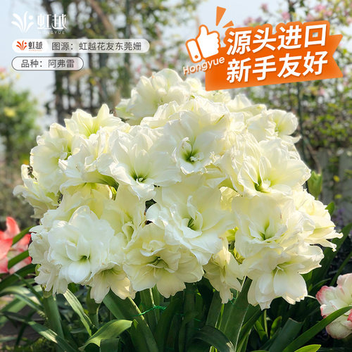 进口朱顶红种球重瓣根多年植物花卉花园阳台鬼魅初恋花孔雀阿弗雷