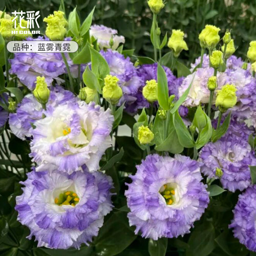 虹越洋桔梗花苗耐寒好养盆栽