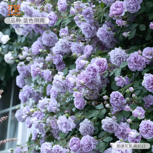 花彩爬藤本月季花苗盆栽苗呼吸香水群舞蔷薇花园庭院子多年生耐热