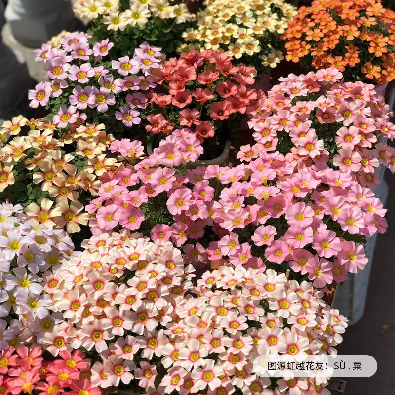 酢浆草盆栽苗花彩早花系列OB系列多年生阳台花园庭院爆花卉预卖
