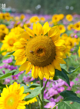 虹越园艺家种子向日葵种籽切花矮生盆栽多头阳台花园耐热春播
