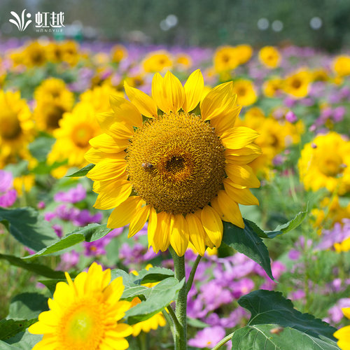 虹越园艺家种子向日葵种籽切花矮生盆栽多头阳台花园耐热春播