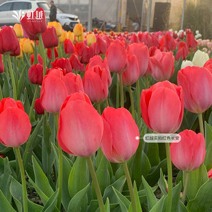 郁金香种球现货风信子进口花葱番红花蓝铃花品种球根花卉多件多折