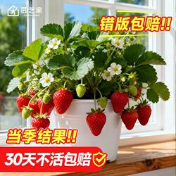 草莓苗秧盆栽四季结果树果苗虹越章姬隋珠建德白露红颜黑珍珠预卖