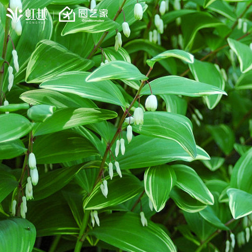 虹越进口花叶玉竹盆栽小苗庭院花园观花观叶耐寒耐荫多年生宿根