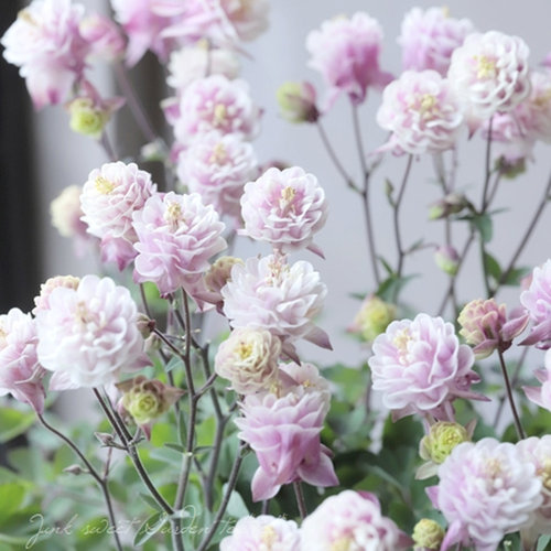 重瓣耧斗菜盆栽苗花彩多年生户外花园盆栽苗庭院地栽观赏花卉苗