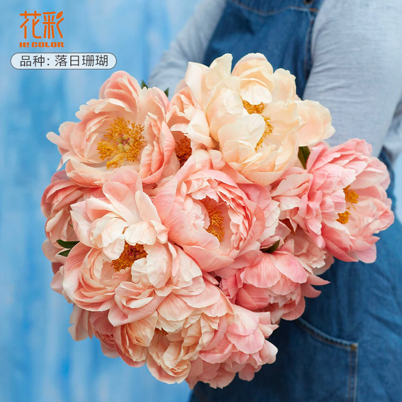 大花芍药裸根宿根花苗多年生莎拉图片
