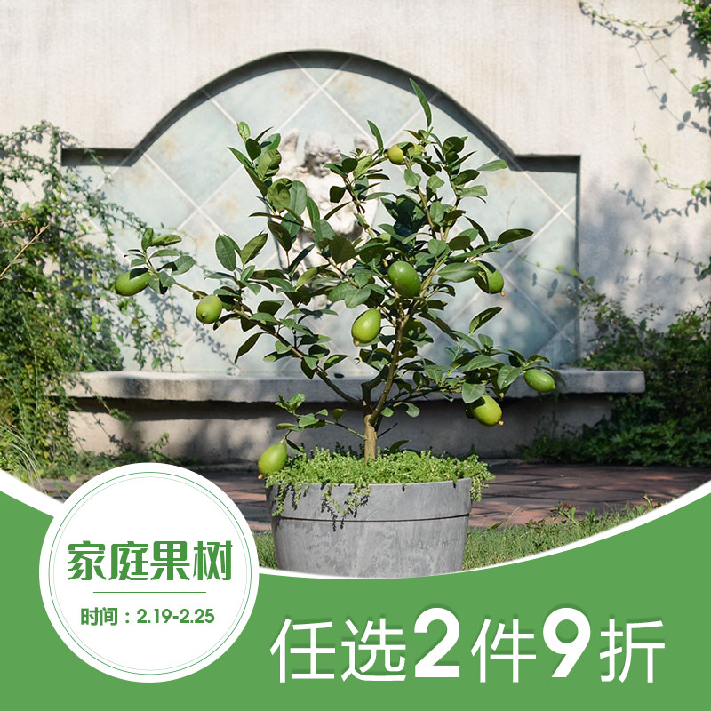香水柠檬盆栽苗手指橙虹越泰国花叶花园庭院阳台家庭种植水果树苗 虹越官方店 淘优券