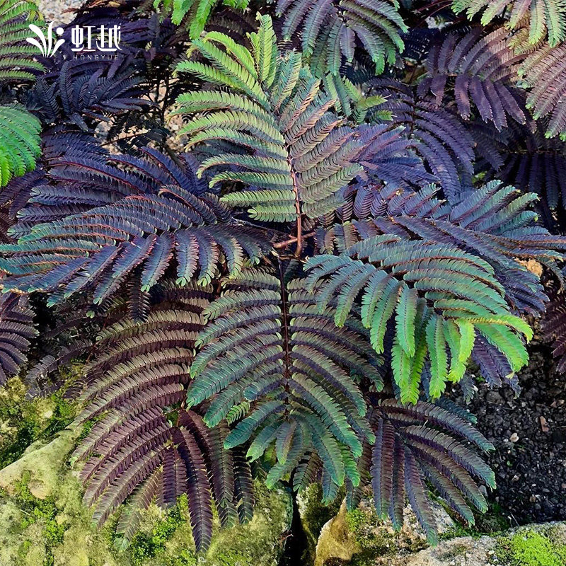 虹越进口巧克力合欢盆栽苗庭院阳台户外地栽观花观叶渐变耐热耐寒