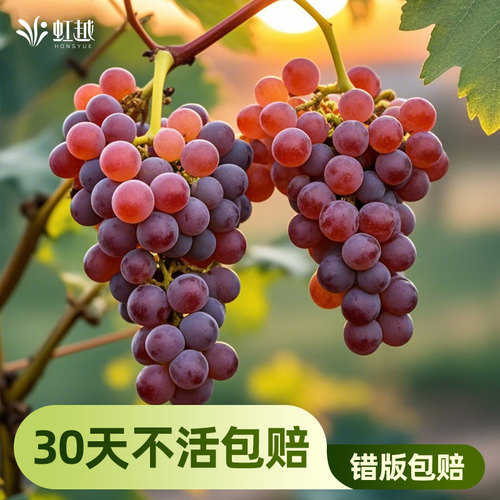 阳光玫瑰葡萄树虹越好吃好养爬藤