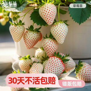 白草莓苗盆栽冬季 果树果苗虹越天使ae8号大苗雪姬梦之莹建德白露