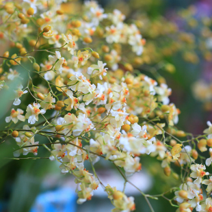 虹越梦香文心兰盆栽秋石斛客厅办公室内桌面观赏兰花卉植物跳舞兰