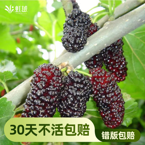 虹越桑葚树苗家庭嫁接果树果桑苗