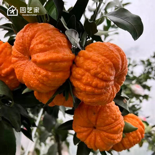 南瓜柑果树盆栽园艺家柑橘果苗桔子树苗南方四季可种橘子树