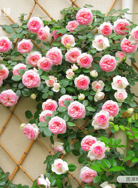 虹越爬墙藤本月季花粉色龙沙宝石蓝色阴雨舍农索城堡盆栽小苗大苗