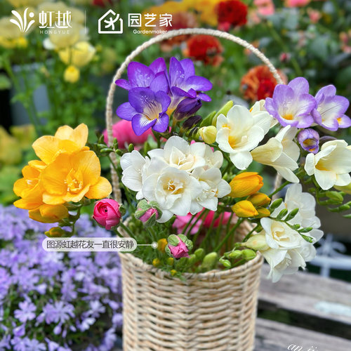 虹越小苍兰香雪兰阳台多年生对版