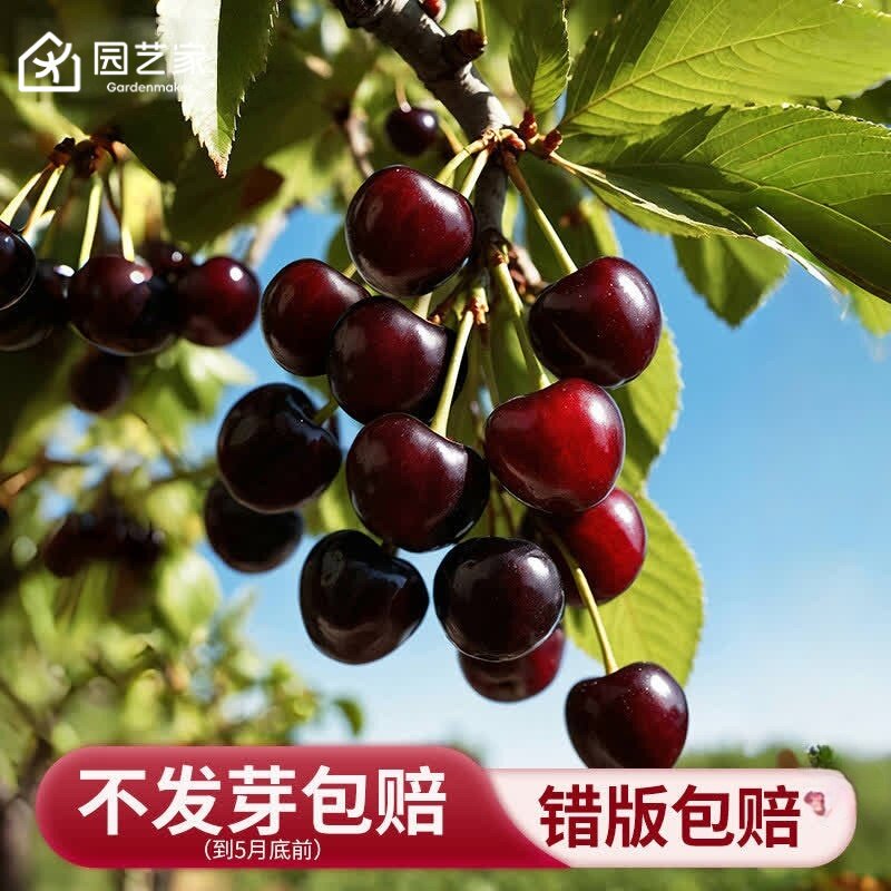 园艺家车厘子盆栽树苗樱桃果树果苗南北方种植黑珍珠福瑞斯科