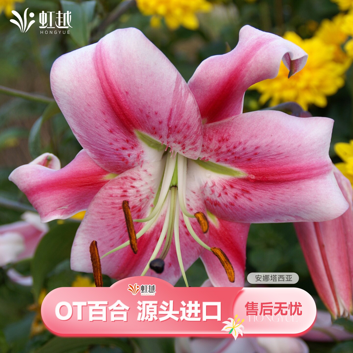 OT百合种球进口品质错版包赔图片