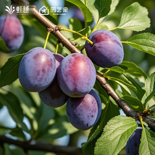 虹越西梅树树苗裸根苗果树南方北方易养阳台庭院法兰西女神
