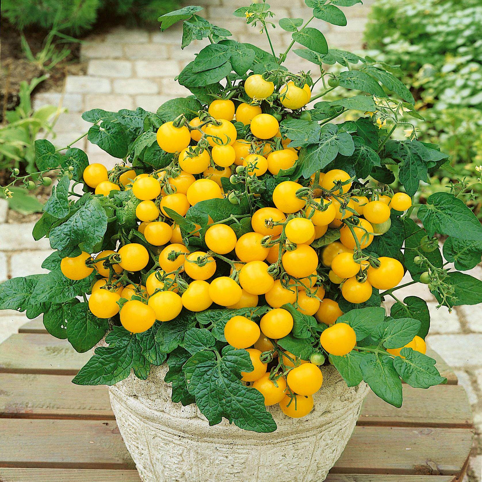 矮生盆栽番茄种子春秋室内阳台