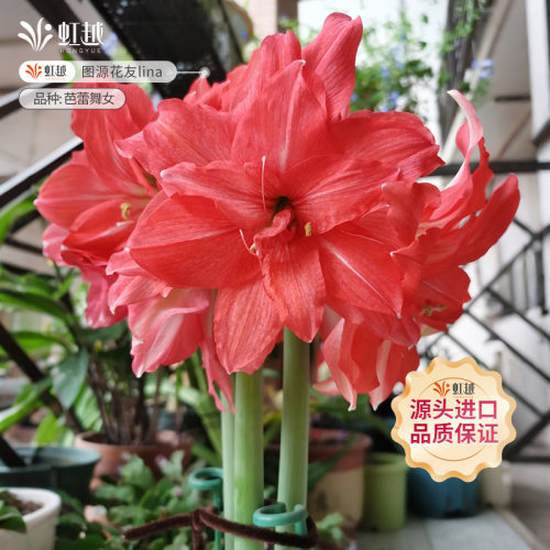 虹越南非朱顶红种球进口球根盆栽花卉单重瓣开花球鬼魅阿弗雷初恋