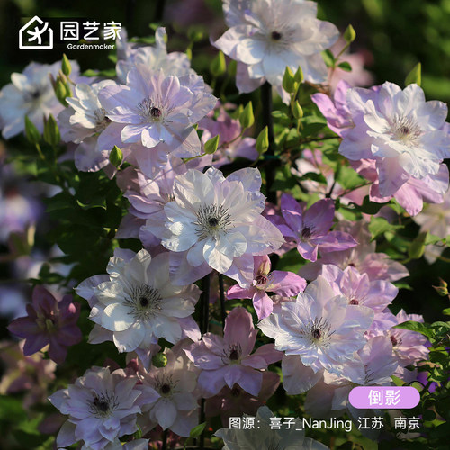 虹越铁线莲盆栽苗藤本花卉