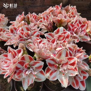 朱顶红明亮妮芙进口单重瓣种球花种子庭院阳台园艺虹越朱顶红花球