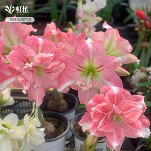 阿弗雷朱顶红种球进口地栽可盆地栽园艺多件多折玫瑰花漾25年新球