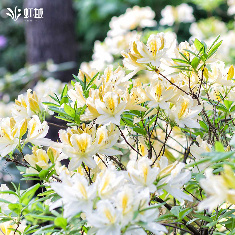 【直播专享】虹越进口落叶杜鹃戴维斯草莓冰盆栽花园耐寒灌木大苗