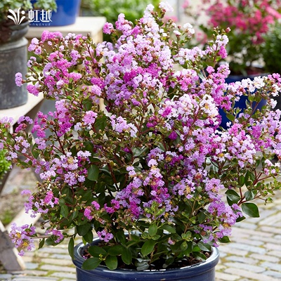 虹越进口矮紫薇花树盆栽苗丰花耐热耐寒易养庭院花园灌木花卉
