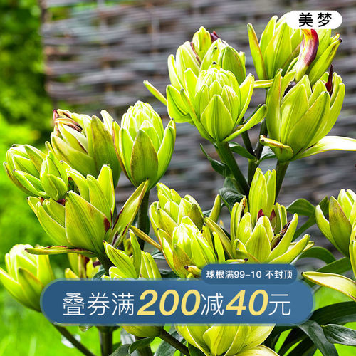 球根价格 球根图片 星期三