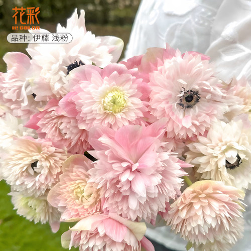 花彩进口银莲花种球根多年生耐寒