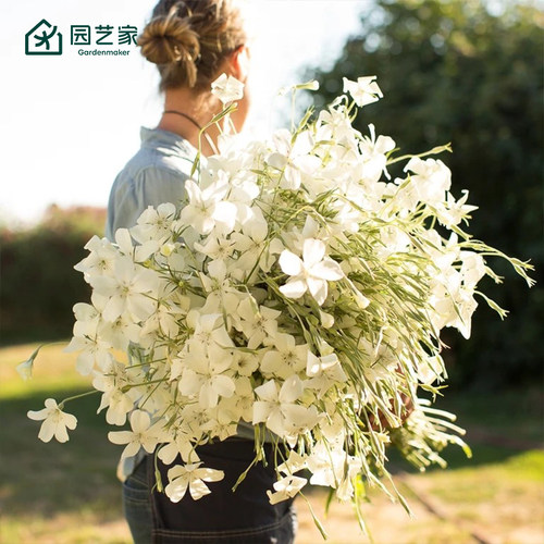 园艺家花卉种苗小花苗多年生好养麦仙翁花菱草勿忘我翠珠花预卖