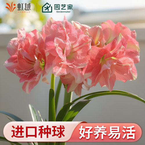 玫瑰花漾朱顶红种球26年新球进口地栽盆栽种子园艺花卉阿弗雷预卖