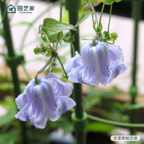 园艺家铁线莲盆栽苗爬藤植物耐热