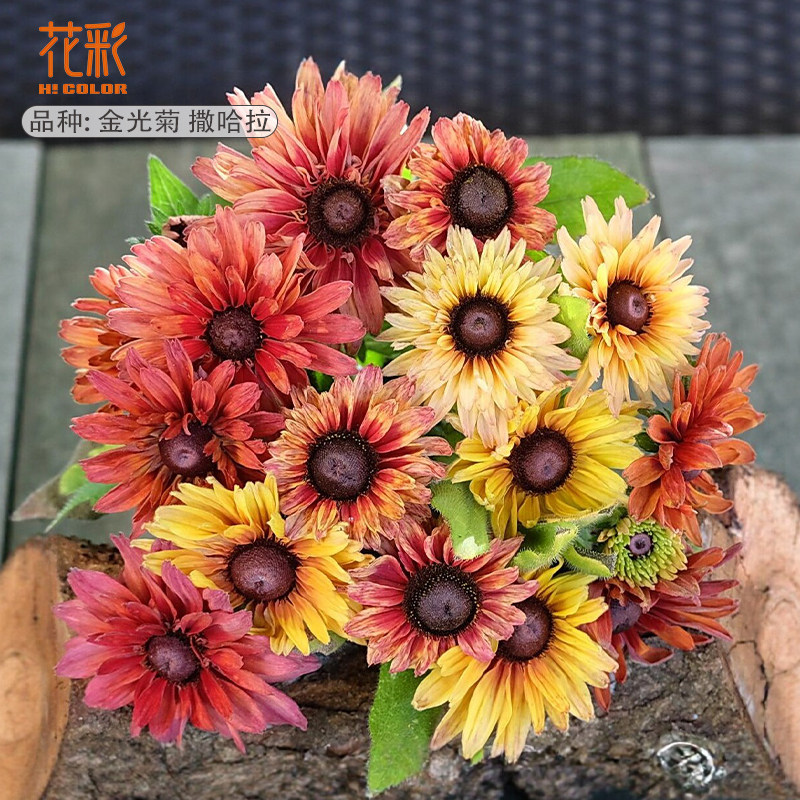 花彩金光菊盆栽苗草本花卉阳台图片
