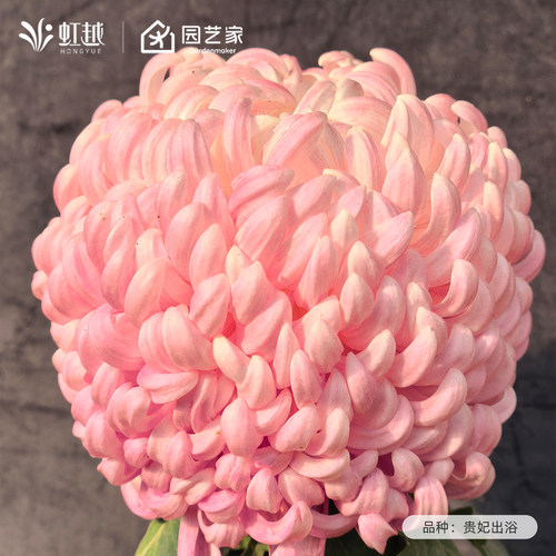 虹越国华大菊花苗传统菊花盆栽国菊庭院阳台耐热耐寒多年生宿根