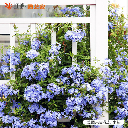 蓝雪花盆栽虹越垂吊耐热夏季