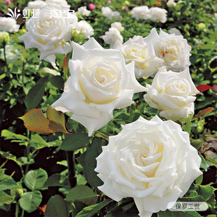 虹越保罗二世月季盆栽特大花浓香型切花灌木耐寒多季开花花苗小苗