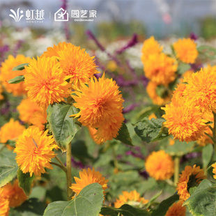 虹越花卉种子籽波斯菊硫华菊百日草向日葵月见草虞美人大花金鸡菊